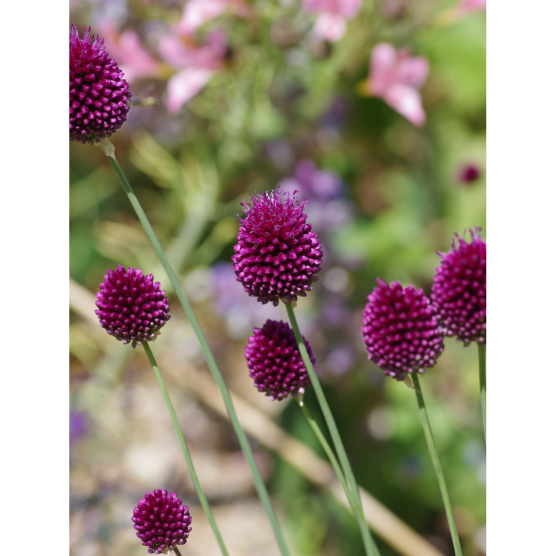 Bulbo Allium Sphaerocephalon 5+ 3