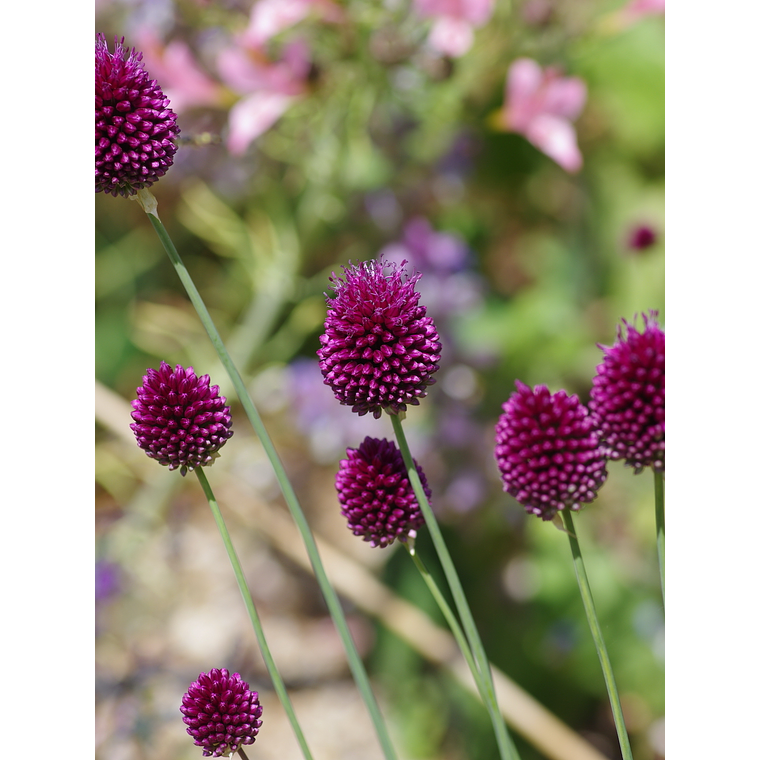 Bulbo Allium Sphaerocephalon 5+ 3