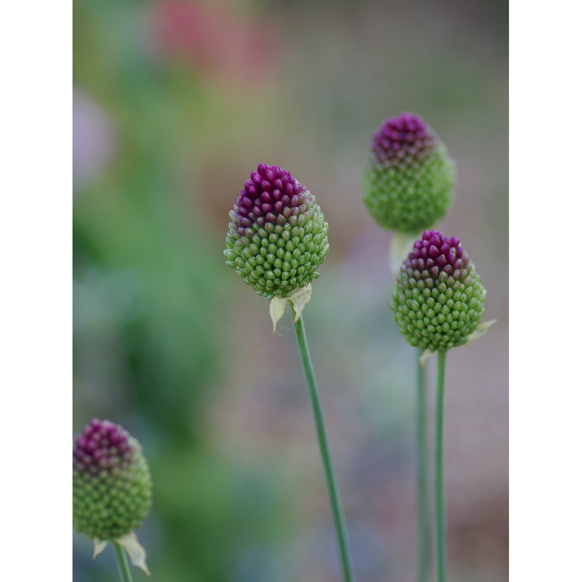 Bulbo Allium Sphaerocephalon 5+ 1