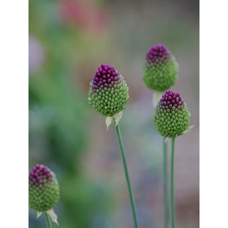 Bulbo Allium Sphaerocephalon 5+ 1