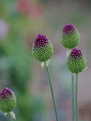 Bulbo Allium Sphaerocephalon 5+