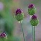 Bulbo Allium Sphaerocephalon 5+ - Miniatura 1