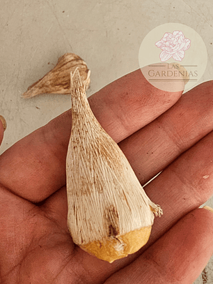 Cormo Fresia Doble Naranja 5+