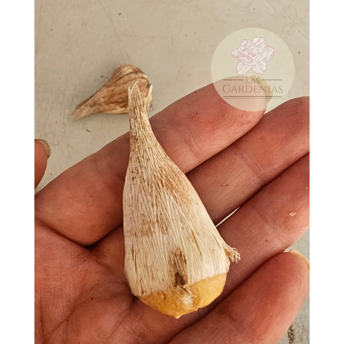 Cormo Fresia doble Amarilla 5+ 2