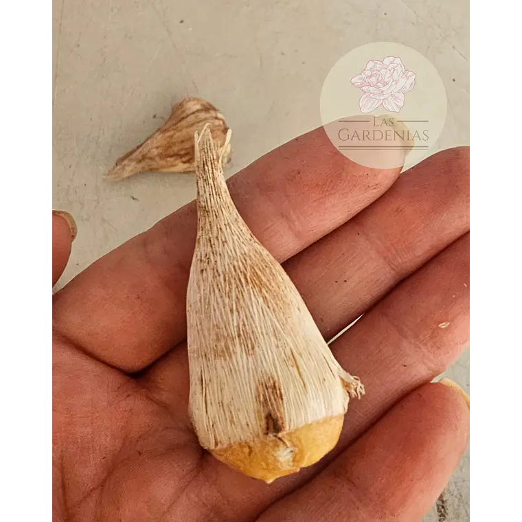 Cormo Fresia doble Amarilla 5+ 2