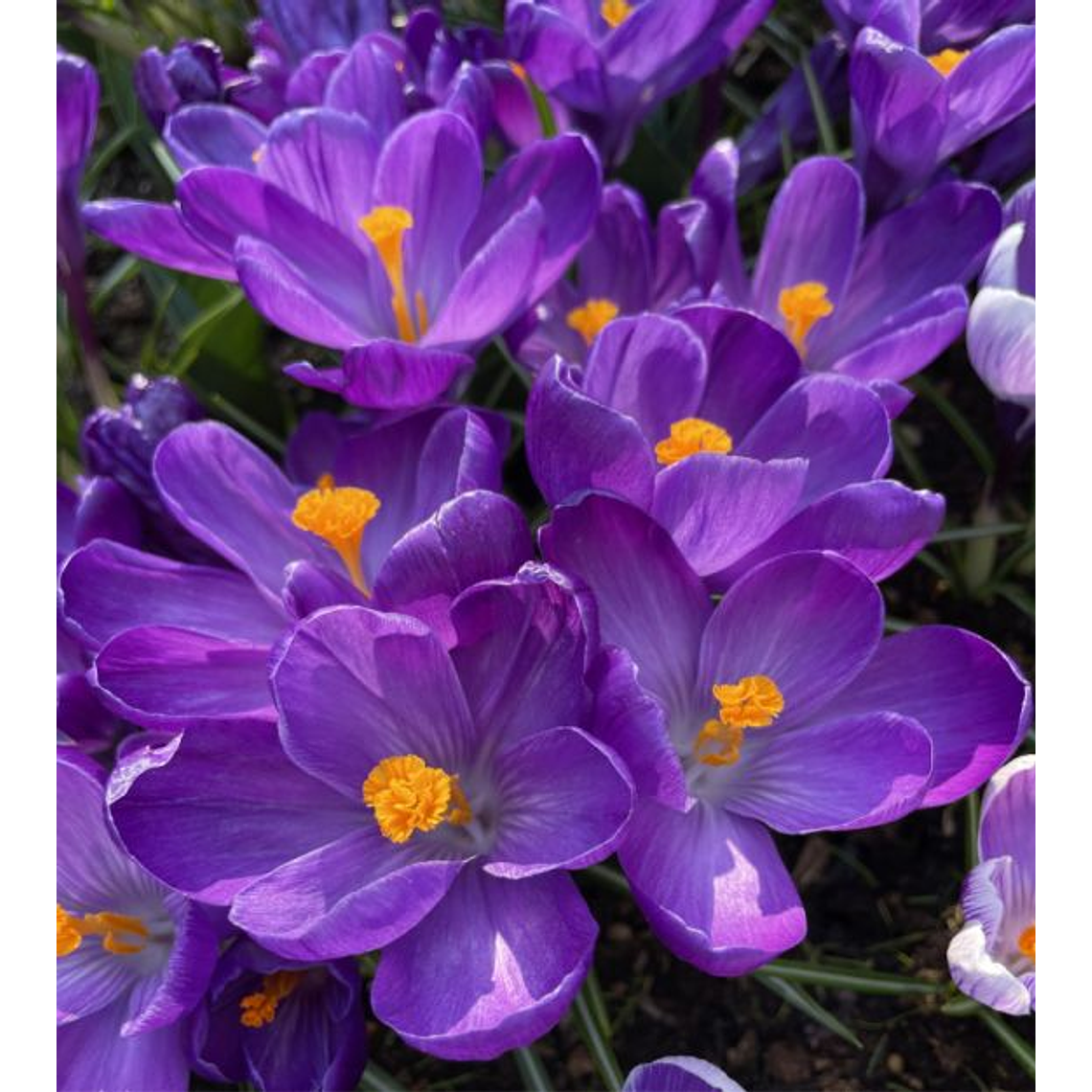 Cormo Crocus 9/10 2