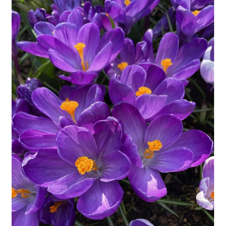Cormo Crocus 9/10 2