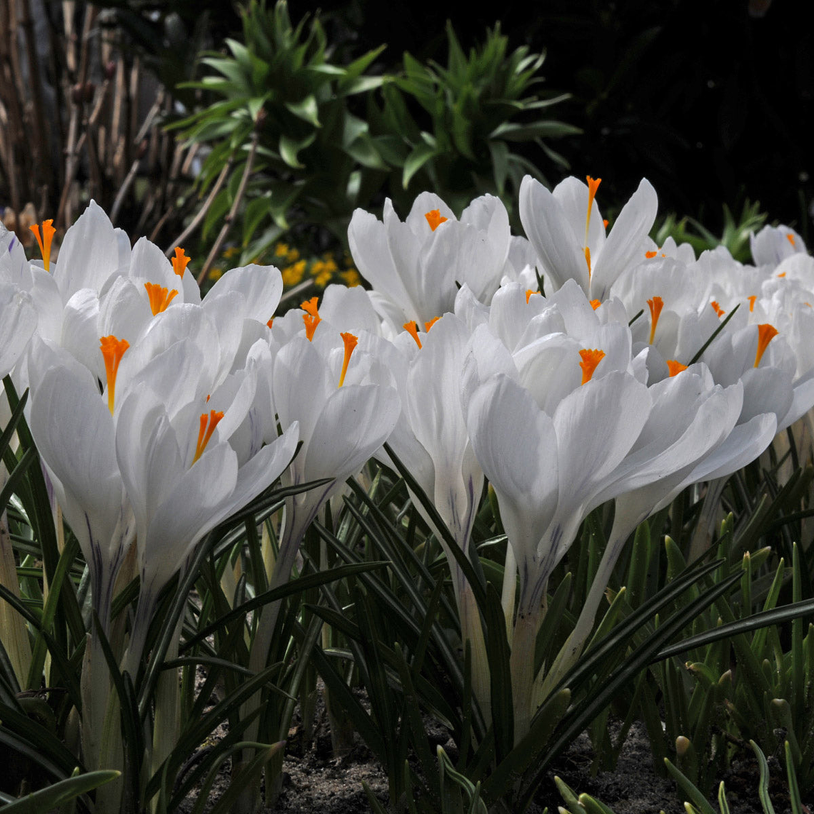 Cormo Crocus 9/10 3