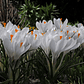 Cormo Crocus 9/10 - Miniatura 3