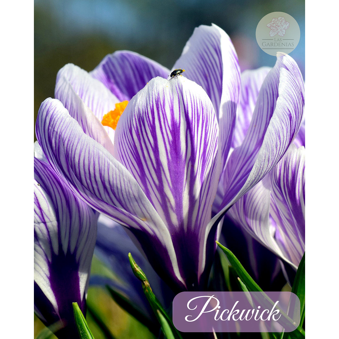 Cormo Crocus 9/10 5