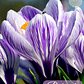Cormo Crocus 9/10 - Miniatura 5