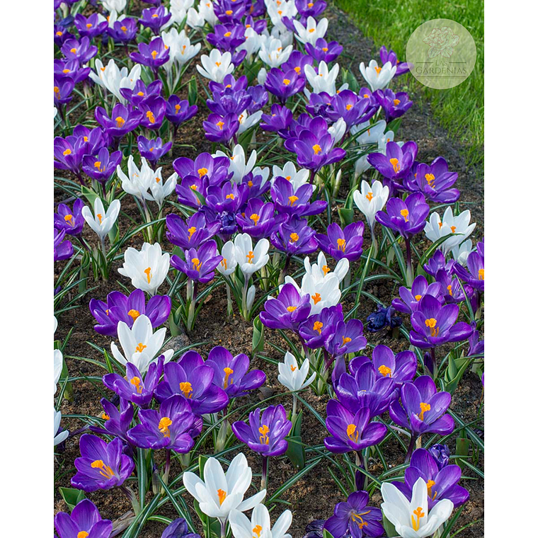 Cormo Crocus 9/10 1