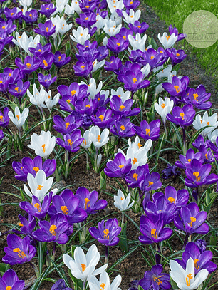 Cormo Crocus 9/10