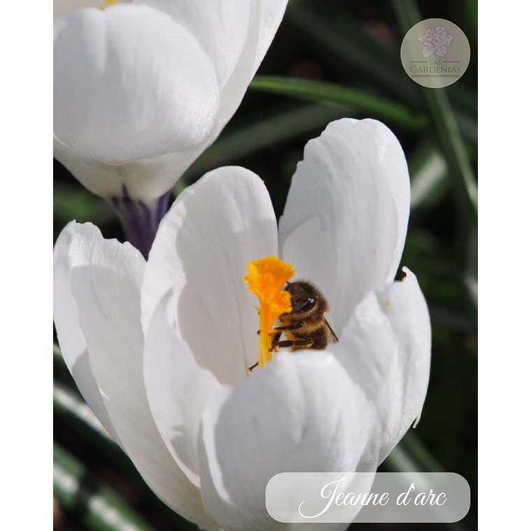 Cormo Crocus 9/10 6
