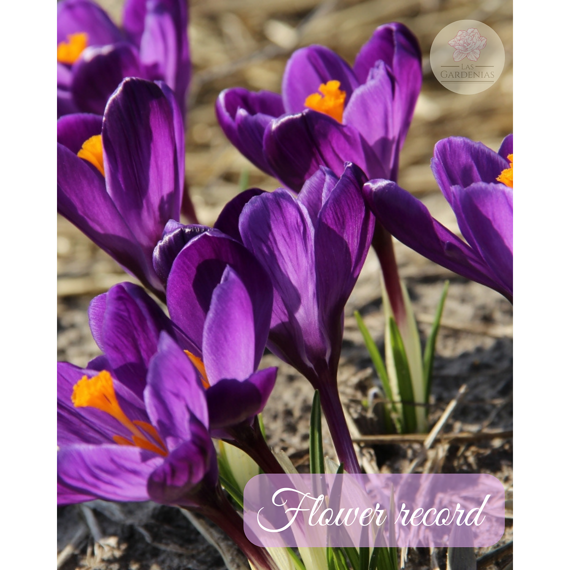 Cormo Crocus 9/10 7