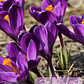 Cormo Crocus 9/10 - Miniatura 7