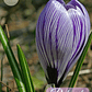 Cormo Crocus 9/10 - Miniatura 8