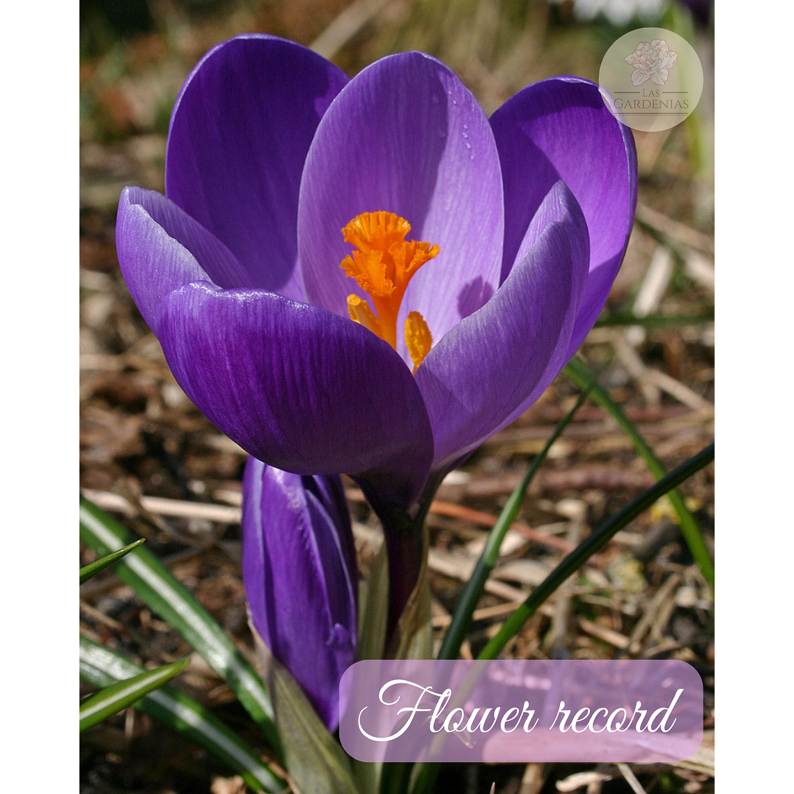 Cormo Crocus 9/10 9