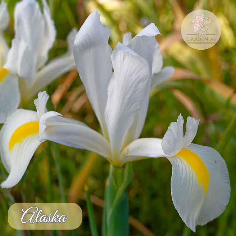 Bulbo Iris Holandico Alaska 8/9 1