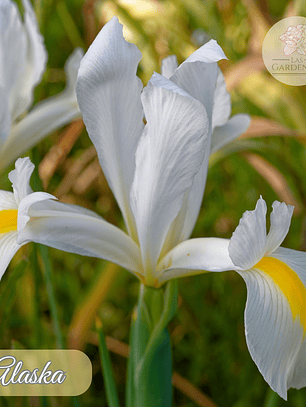 Bulbo Iris Holandico Alaska 8/9