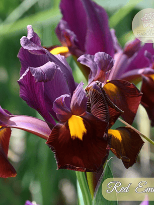 Bulbo Iris Holandico Red Ember 6/7