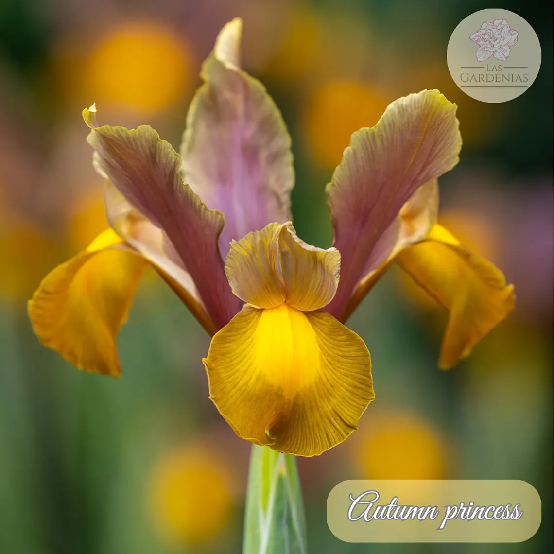 Bulbo Iris Holandico Autumn Princess 6/7 1