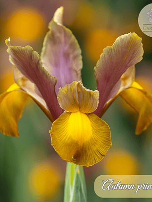 Bulbo Iris Holandico Autumn Princess 6/7