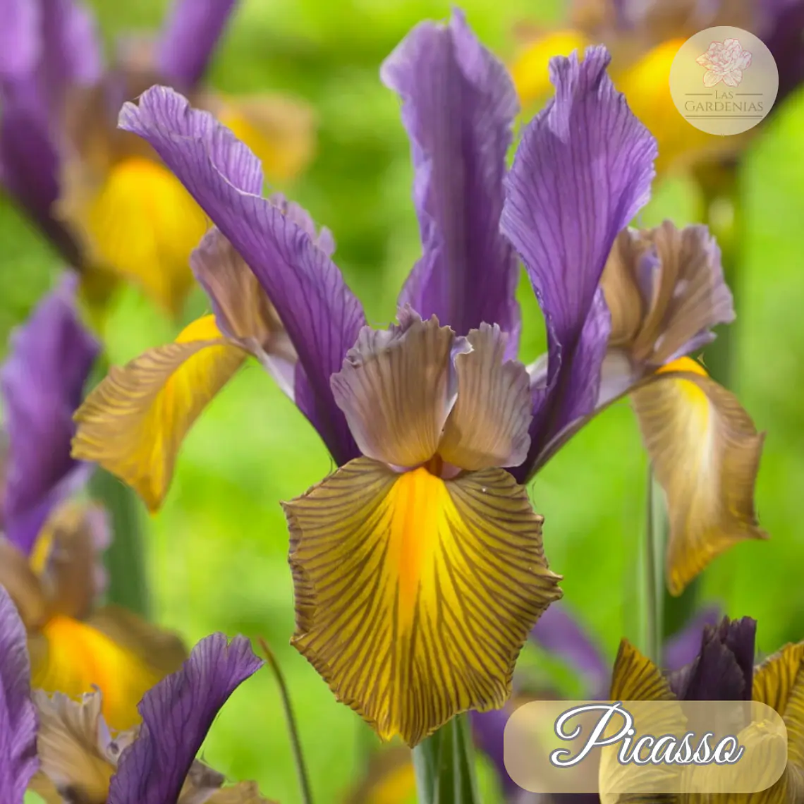 Bulbo Iris Holandico Picasso 7/8 1
