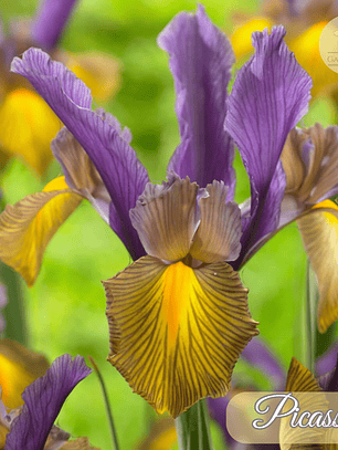 Bulbo Iris Holandico Picasso 7/8