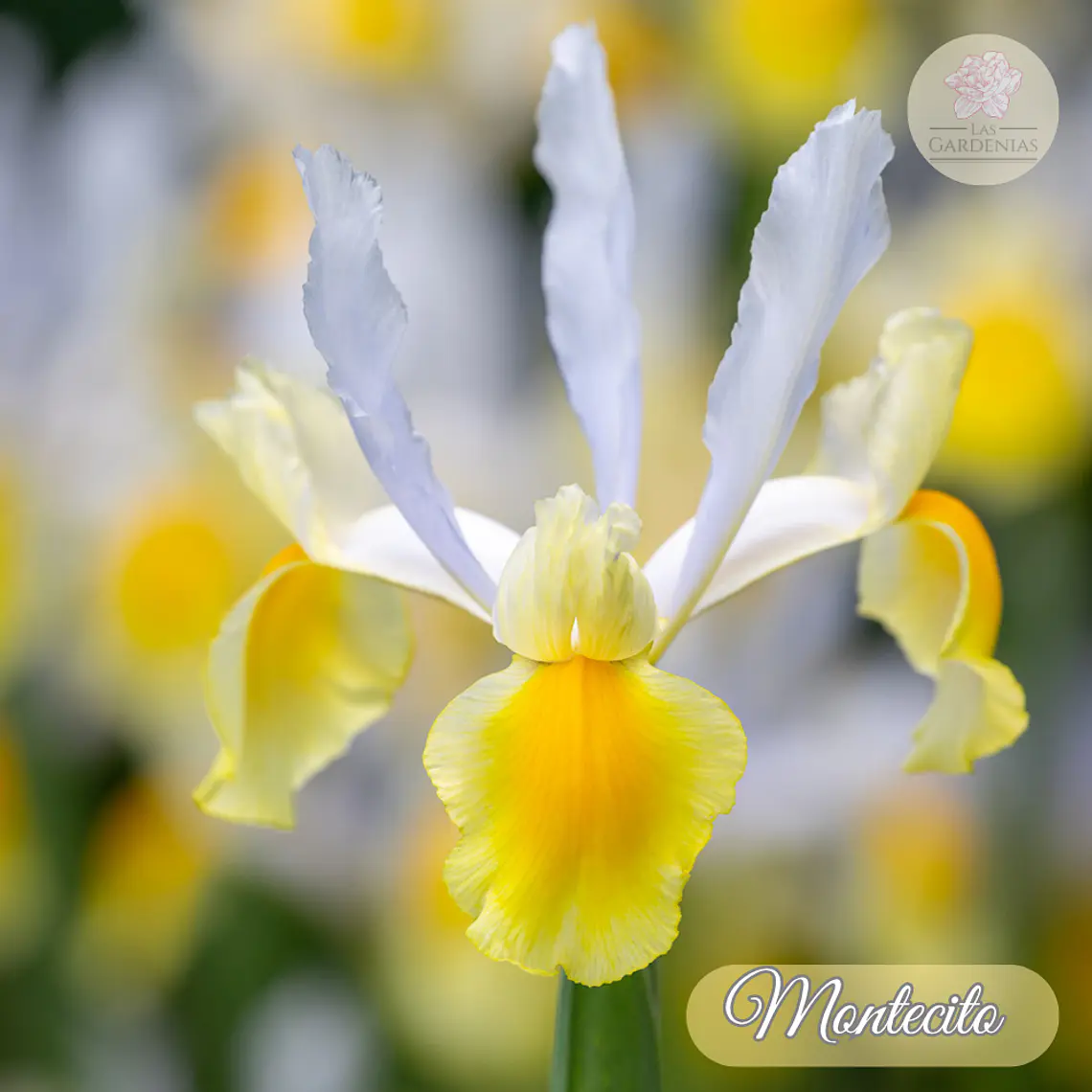 Bulbo Iris Holandico Montecito 8/9 1