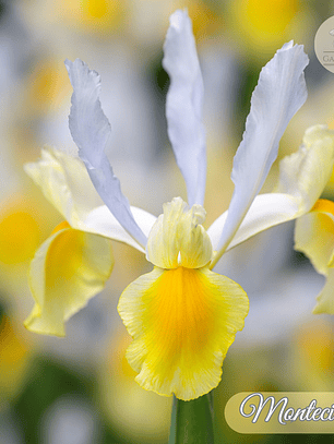 Bulbo Iris Holandico Montecito 8/9