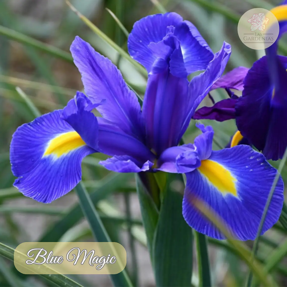 Bulbo Iris Holandico Blue Magic 8/9 1