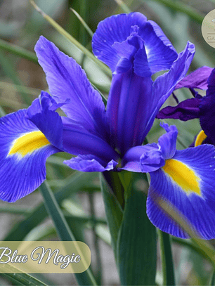 Bulbo Iris Holandico Blue Magic 8/9