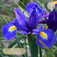Bulbo Iris Holandico Blue Magic 8/9 - Miniatura 1