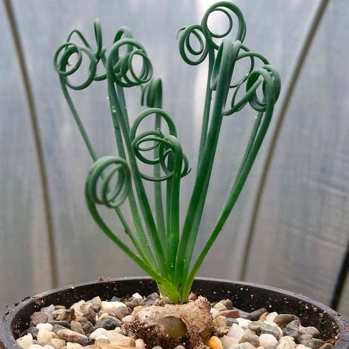 Bulbo de Albuca Spiralis 8/10 2