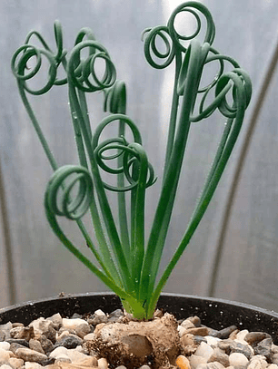 Bulbo de Albuca Spiralis 8/10