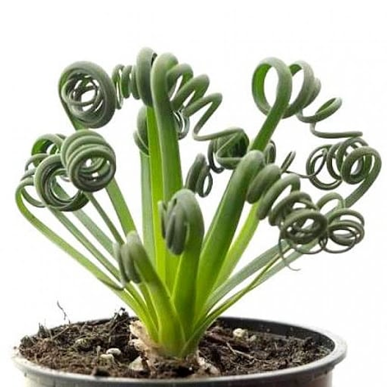 Bulbo de Albuca Spiralis 8/10 1