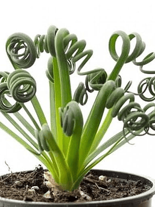 Bulbo de Albuca Spiralis 8/10