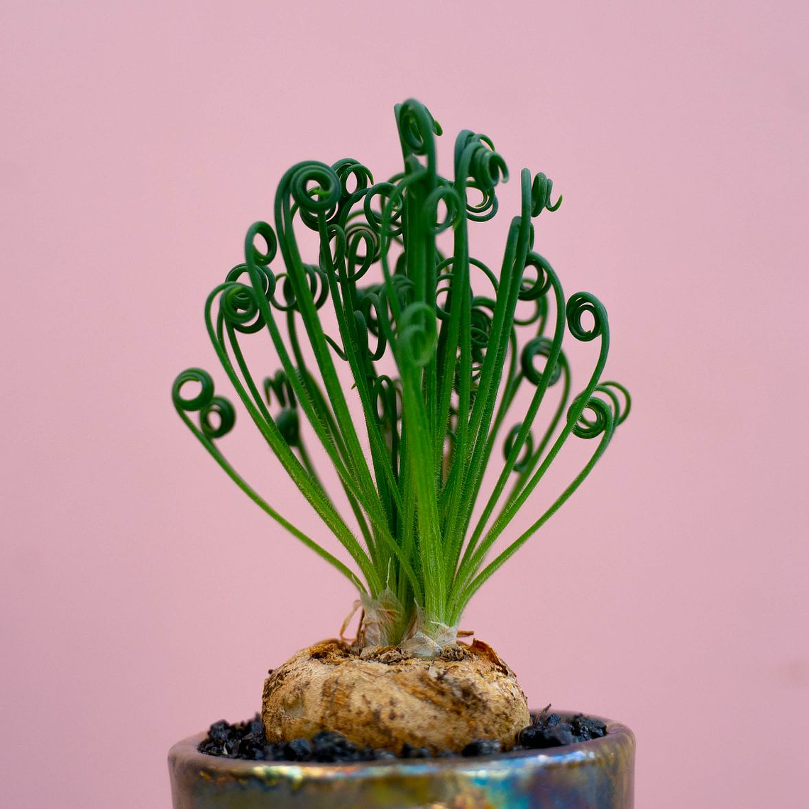 Bulbo de Albuca Spiralis 8/10 3