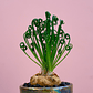 Bulbo de Albuca Spiralis 8/10 - Miniatura 3