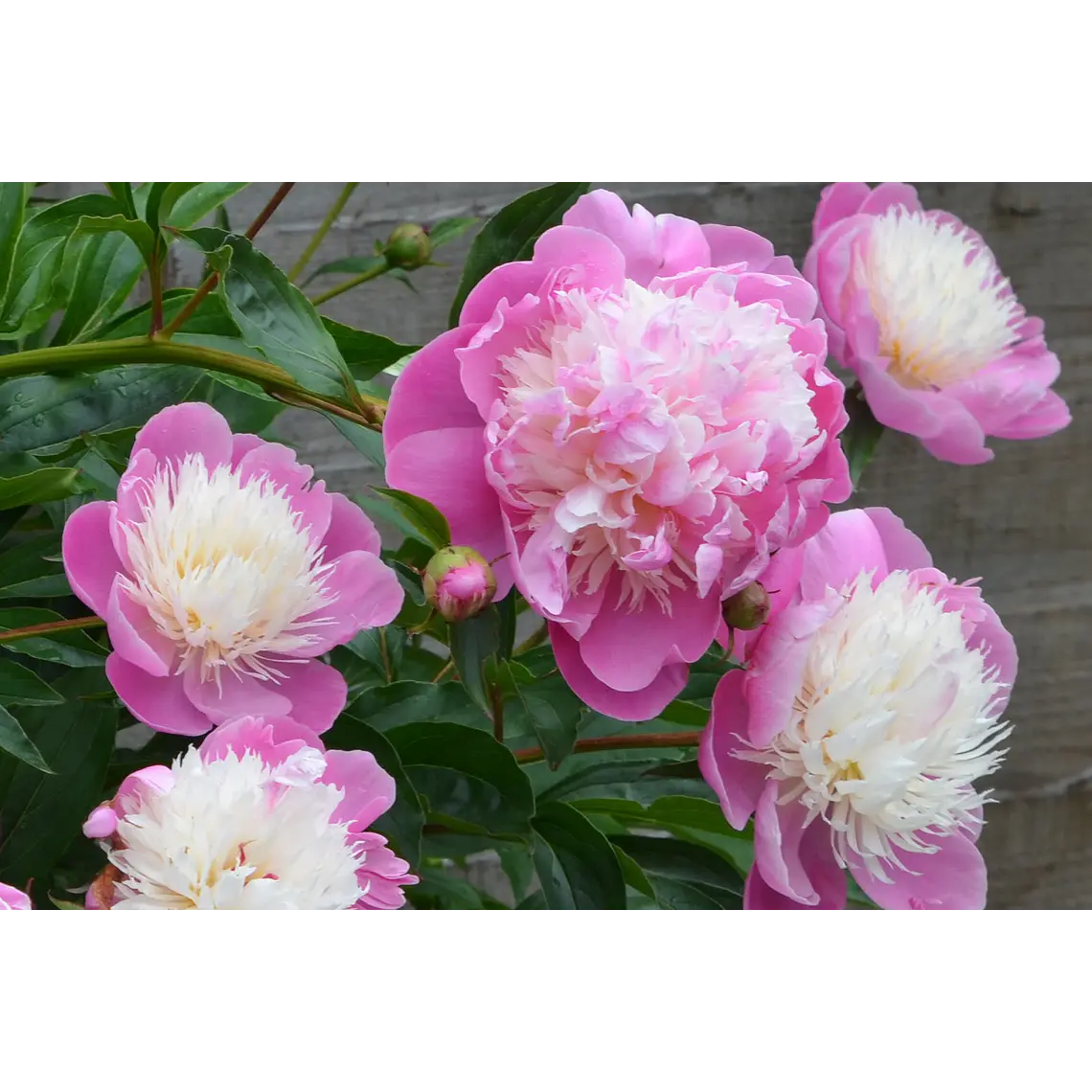 Rizoma Peonía Bowl of Beauty 3/5 1