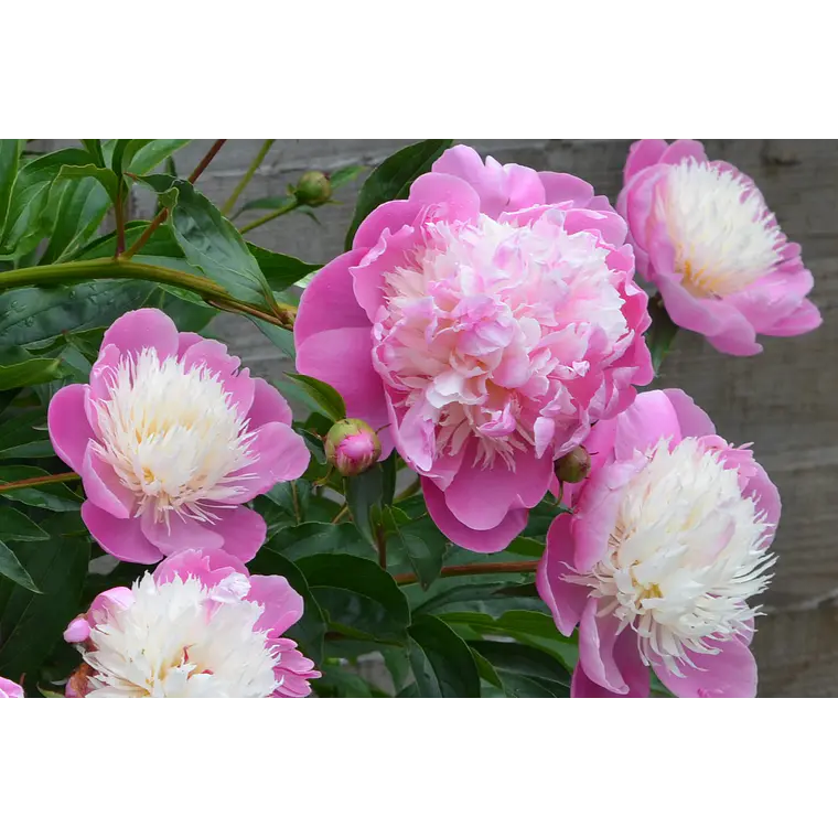 Rizoma Peonía Bowl of Beauty 3/5 1