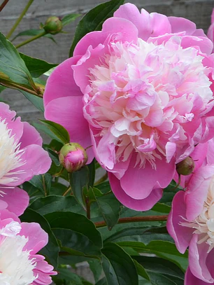 Rizoma Peonía Bowl of Beauty 3/5