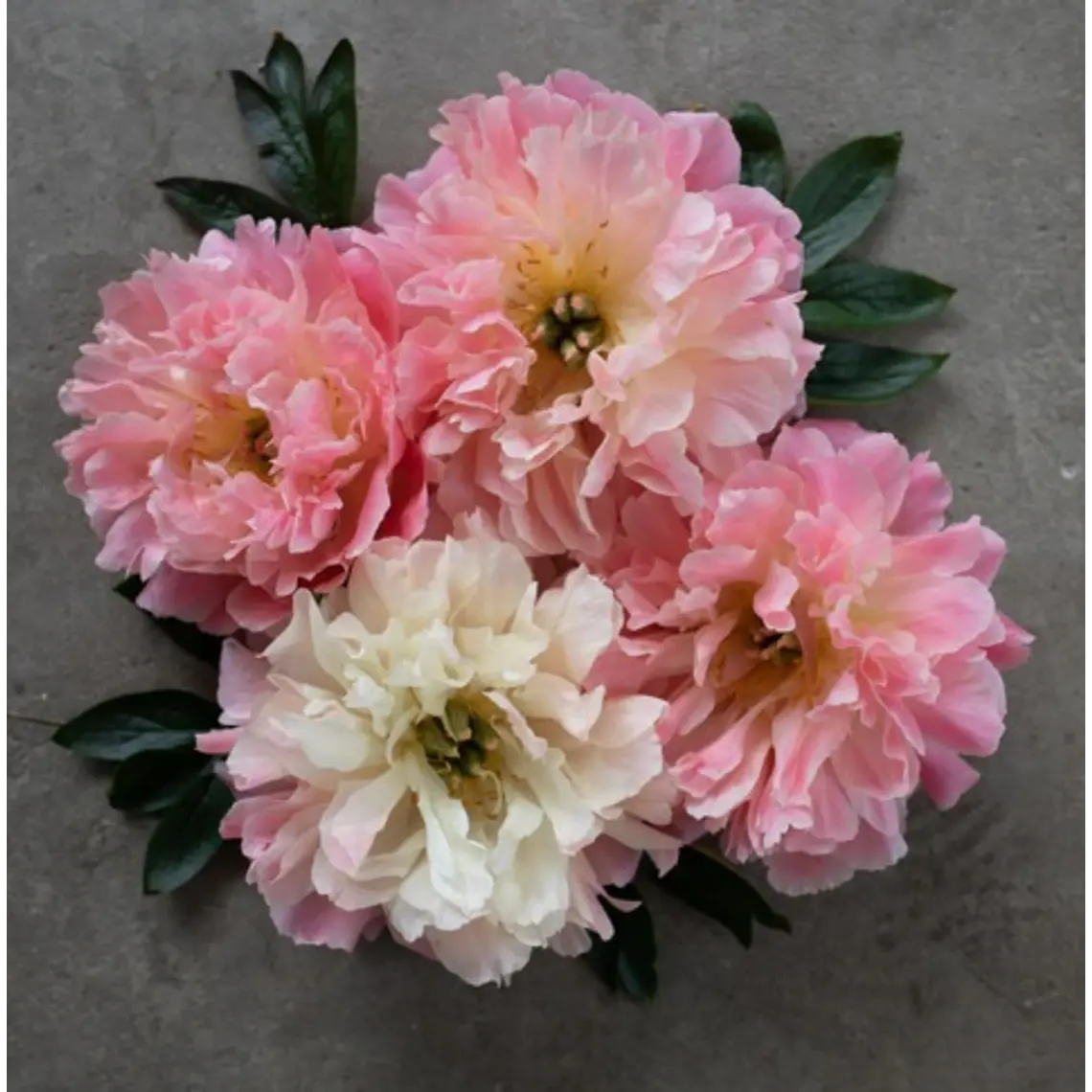 Rizoma Peonía Pink Hawaian Coral  3/5 2