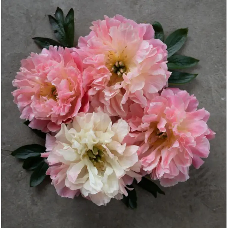 Rizoma Peonía Pink Hawaian Coral  3/5 2