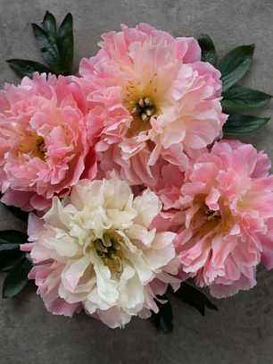 Rizoma Peonía Pink Hawaian Coral  3/5