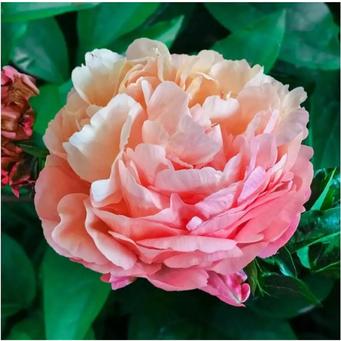 Rizoma Peonía Pink Hawaian Coral  3/5 1