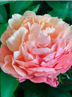 Rizoma Peonía Pink Hawaian Coral  3/5