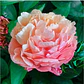 Rizoma Peonía Pink Hawaian Coral  3/5 - Miniatura 1