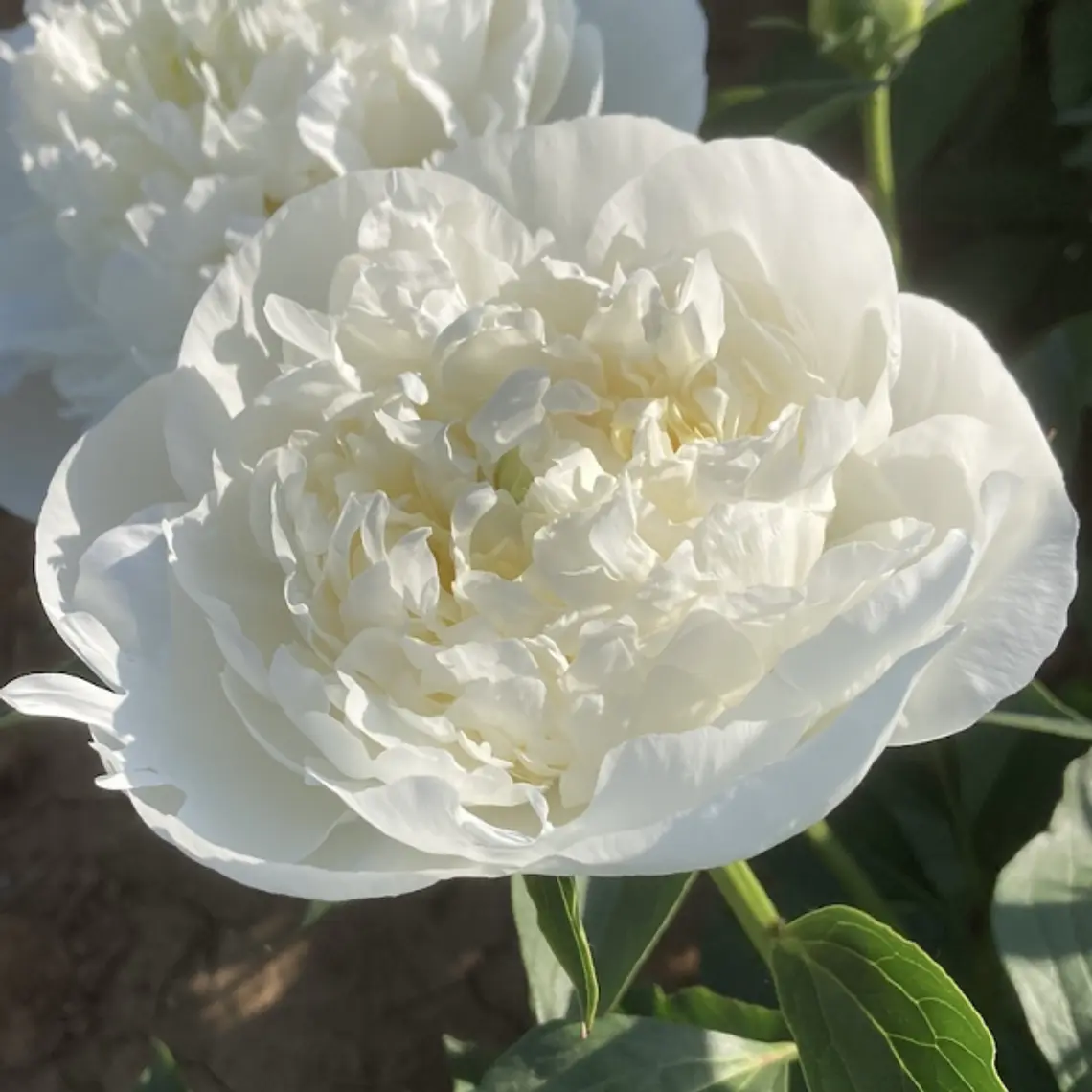 Rizoma Peonia Duchesse de Nemours 3/5 1